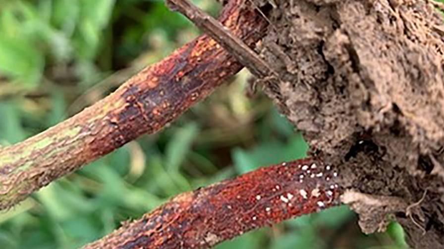 Red Crown Rot, caused by the fungus Calonectria ilicicola, infects soybean seedlings within the first three weeks after germination.