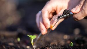 The Importance of Soil Testing for Commodity Crops