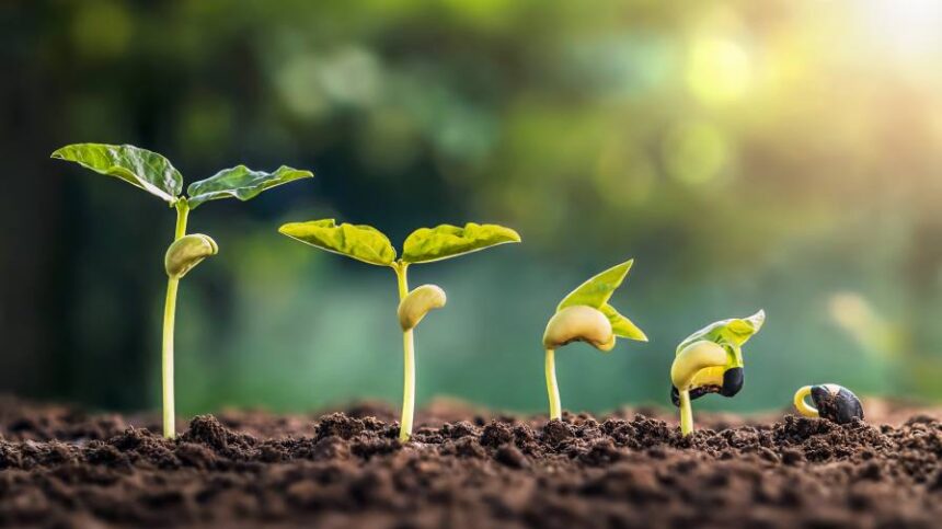 Unlocking Plant Potential: A Conversation on Micronutrients