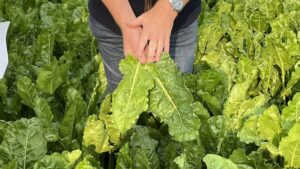 The Benefits of Biostimulants and the Ag Retailers’ Role in Their Broader Adoption