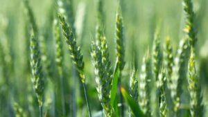Diseases to Watch for in Winter Wheat