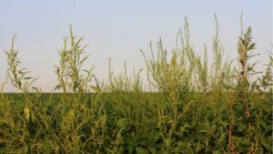 A Well-Balanced Weed Management Strategy Remains Key in Minimizing Weed Escape