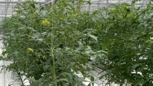 Biotalys Achieves First U.S. State Registration for EVOCA in Florida