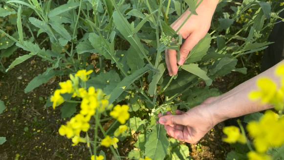 Picketa Systems Launches Canola Pilot with Cargill