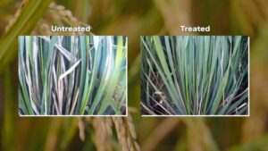 Ascribe Bio’s Phytalix Achieves Breakthrough in Fight Against Bacterial Leaf Blight in Rice