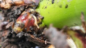 Insect and Disease Report: Pest Pressures Continue to Create Challenges for Growers, Retailers