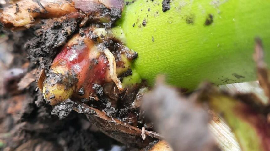 Insect and Disease Report: Pest Pressures Continue to Create Challenges for Growers, Retailers