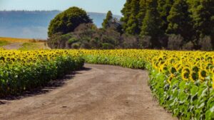 Syngenta and PepsiCo Reward Farmers for Regenerative Farming Practices