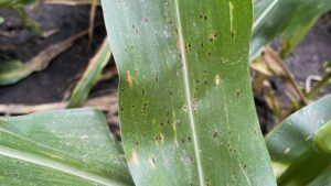 Tar Spot’s Silent Strike: Why Waiting to Act Could Cost You 60 Bushels an Acre