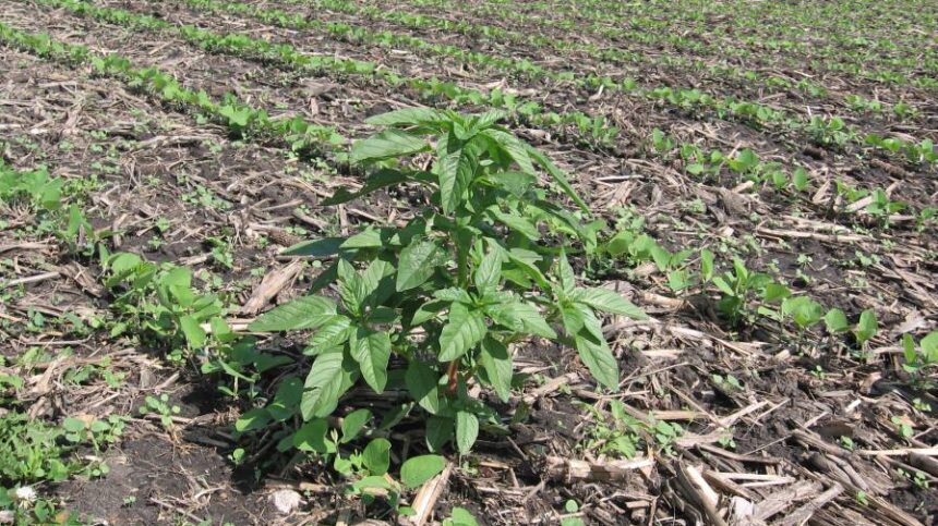 Research Shows Waterhemp Resistance Can Evolve from Preemergent PPO Inhibitor Use