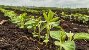 Study Shows Early Planting Boosted Soybean Yields with Residual Herbicides