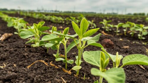 ASA Says China Soybean Commitments are Critical Amid Continued Tariffs