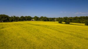 Winter Canola: A Growing Opportunity for Mid-South Farmers