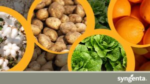 Syngenta Announces Foliar Brand Names for In-Season Insect Management Portfolio in the U.S.