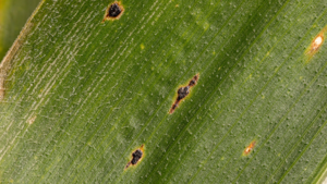 Combating Tar Spot in Corn: Enhancing Yields and Improving Soil Health with Spectra