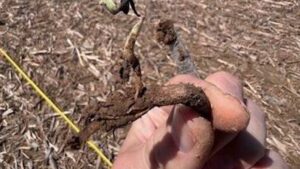 Optimize Your Seed Plans: Patience Is a Virtue With Wet Springs