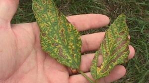 Early Soybean Disease Control: What to Watch for Following Early Planting