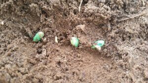 Does Early Planting Mean Higher Soybean Yield?
