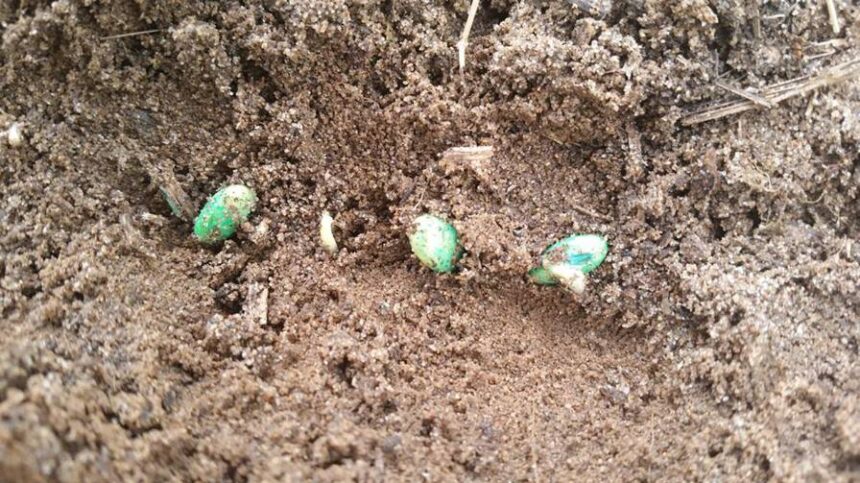 Does Early Planting Mean Higher Soybean Yield?