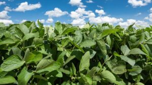 FFAR’s Rapid Response Grant Addresses Red Crown Rot in Soybeans