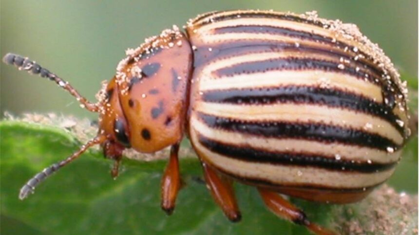Making Sense of RNAi Biopesticide Technology