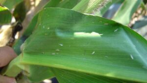 Staying Ahead of the Curve With In-Season Monitoring Updates