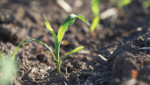 Using Modes of Action to Manage Weeds – and Risk