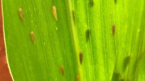 Was Increased Leafhopper Pressure an Outlier in 2024, or the New Norm?