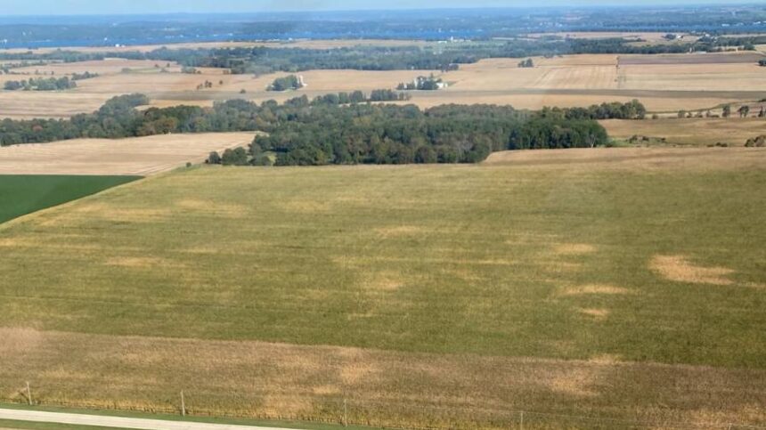 Tar Spot Trouble? Why Aerial Applicators Might Be Your Best Defense