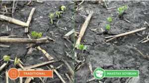 Naked Soybeans Win at Emergence with MaxStax