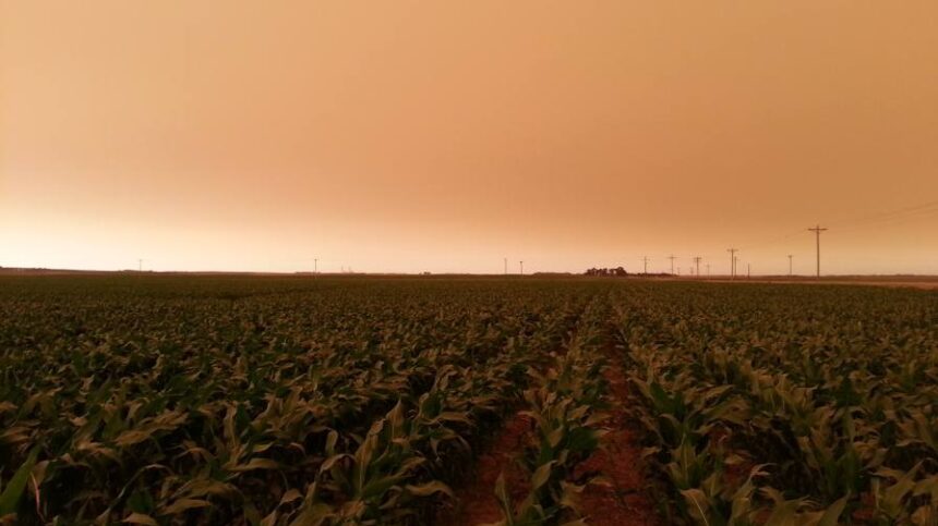 What Effect Does Wildfire Smoke Have on Midwest Crops?