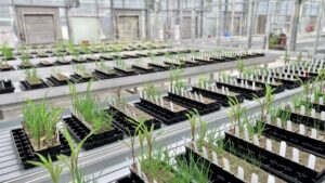 How Enko Is Using AI to Fast-Track the Future of Herbicides