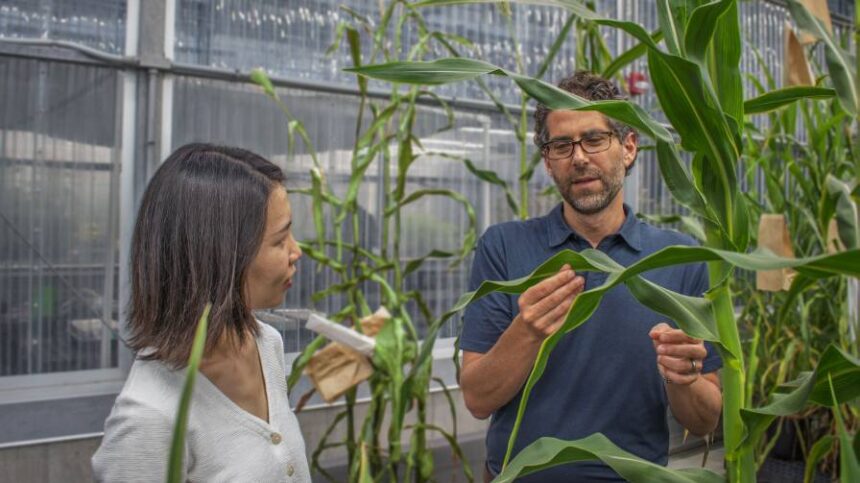 Spearhead Bio Awarded NSF Tech Transfer Grant to Accelerate Development of Improved Corn Varieties