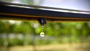 How Smart Irrigation Is Driving Better Decisions for Growers and Retailers