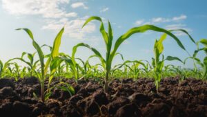 Global Biostimulant Market Reaches USD 4.47 Billion As Industry Signals Maturity