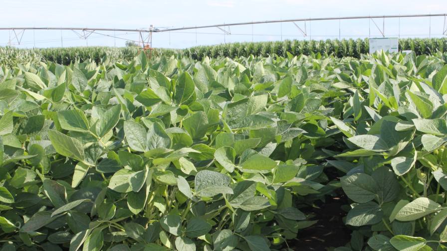 If all goes well on the regulatory front, the crop protection/seed giant will have a new fungicide and seed treatment entering the market.