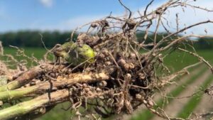 Soil ROI: Why Smart Growers Are Investing Below The Surface