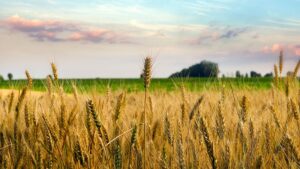 Syngenta Introduces New Fungicide and Insecticide Seed Treatment Premix for Cereals