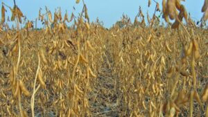 How Pre-harvest Scouting and Soybean Desiccation Can Improve Harvest Success