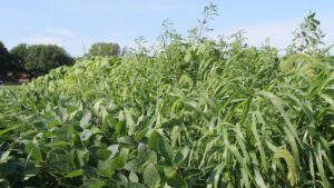 Check Your Herbicide-Resistance Risk With This Calculator