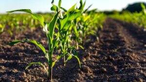 EPA Announces Proposed Registration of Herbicide Epyrifenacil
