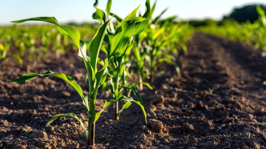 EPA Announces Proposed Registration of Herbicide Epyrifenacil