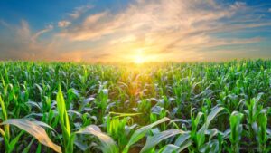 BW Fusion Acquires Low Mu Tech, Strengthening Leadership in Crop Nutrition and Seed Care Innovation