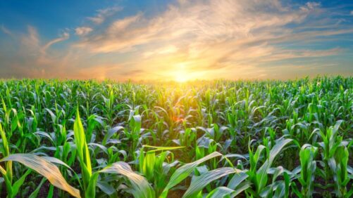 Farm Groups Urge Senate to Revive Bipartisan Farm Bill After Committee Setback
