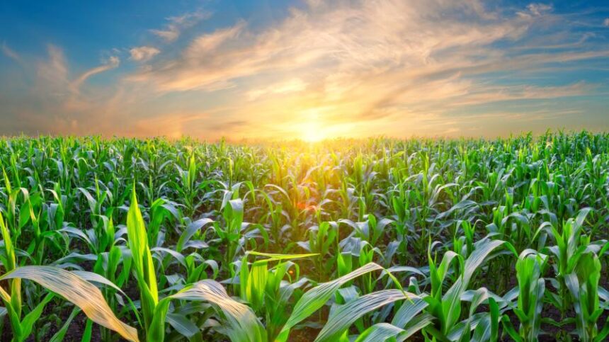 Then, Now, and Next: Lessons from 25 Years of Ag Retail Transformation