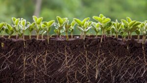 Aqueus and Elevate Ag Partner to Help Farmers Boost Yields Year-Round with One Regenerative System