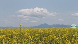 BASF Forms Partnership With Bunge to Advance InVigor Gold Canola Launch