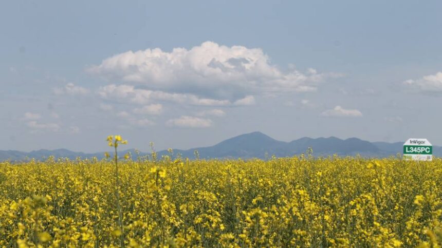 BASF Forms Partnership With Bunge to Advance InVigor Gold Canola Launch