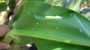 Flying Menace: Is Increased Corn Leafhopper Migration Creating Corn Stunt Outbreaks?