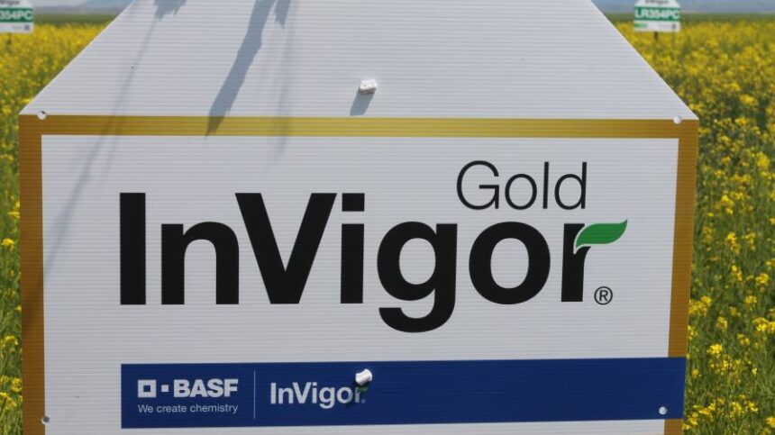 Next-Gen Canola: InVigor Gold Marries Genetic Innovation With Real-World Farm Value
